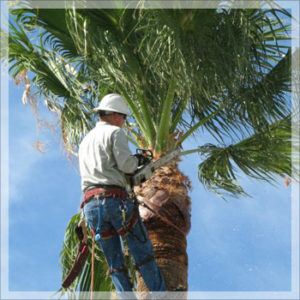 Pruning & Maintenance