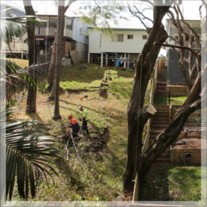 Sick or Diseased Trees