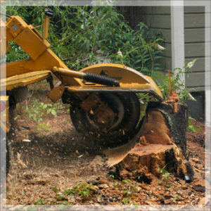 Stump Grinding