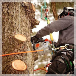 Tree removal NSW